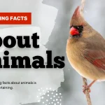 interesting facts about animals