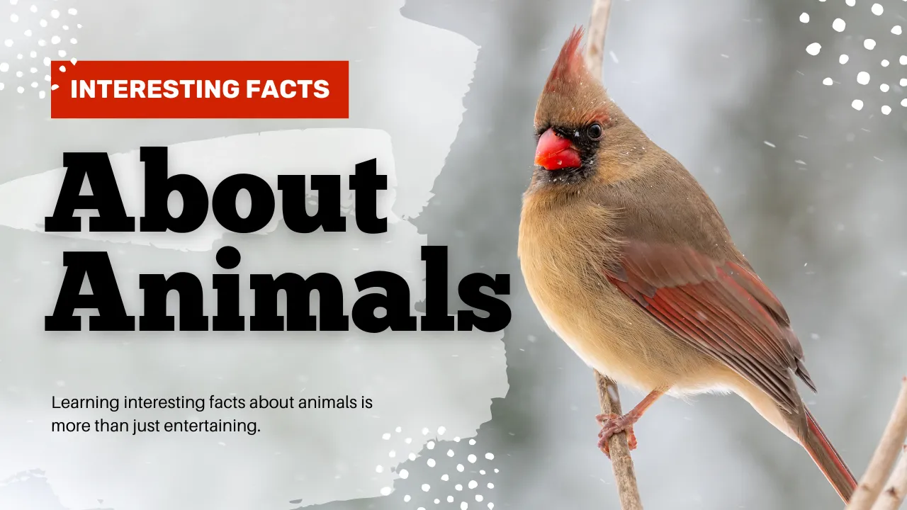 interesting facts about animals