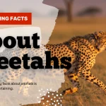 interesting facts about cheetahs