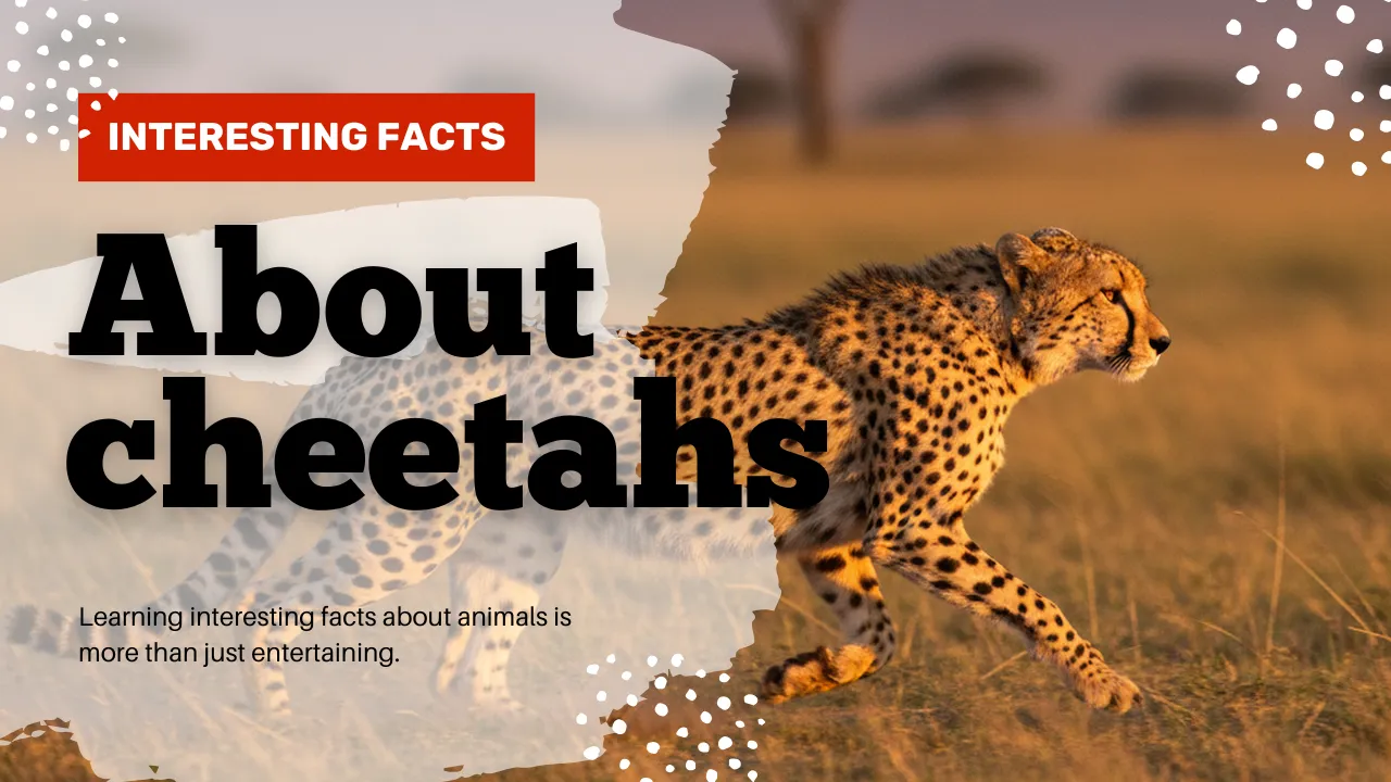 interesting facts about cheetahs